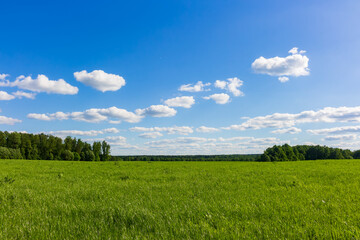 Obraz premium Vibrant lush green meadow under a vast blue sky with fluffy white cumulus clouds, creating a peaceful and picturesque summer landscape perfect for nature-themed projects