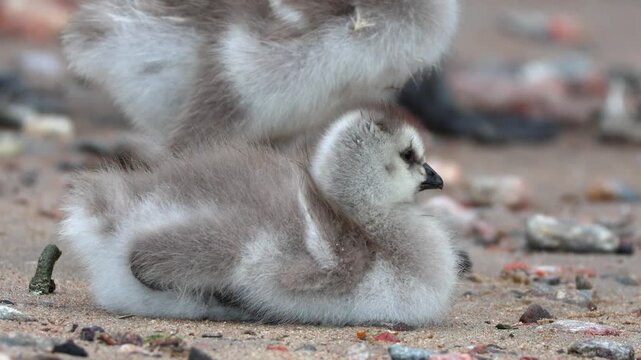 Fluffy barnacle goose chicks. The shot was taken in natural morning light and captures an atmosphere of care, warmth, and the harmony of the wild