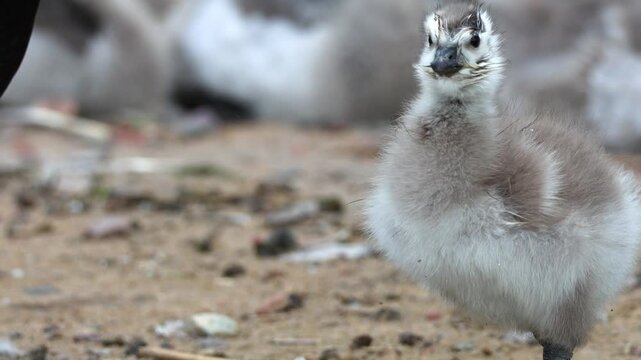 Fluffy barnacle goose chicks. The shot was taken in natural morning light and captures an atmosphere of care, warmth, and the harmony of the wild