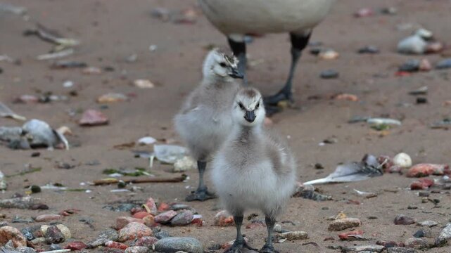 Fluffy barnacle goose chicks. The shot was taken in natural morning light and captures an atmosphere of care, warmth, and the harmony of the wild