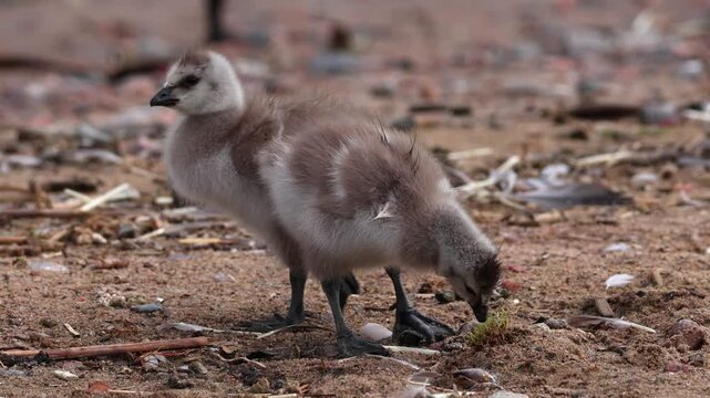 Fluffy barnacle goose chicks. The shot was taken in natural morning light and captures an atmosphere of care, warmth, and the harmony of the wild