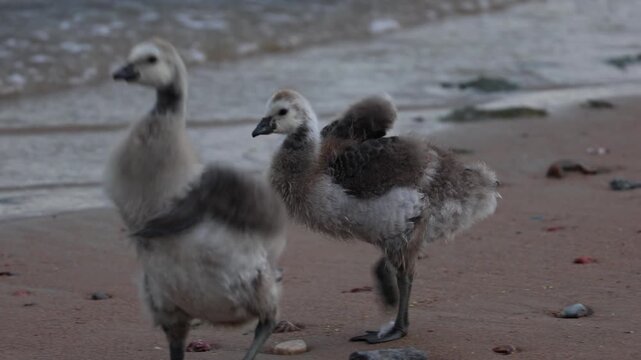 Fluffy barnacle goose chicks. The shot was taken in natural morning light and captures an atmosphere of care, warmth, and the harmony of the wild