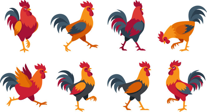 Colorful rooster vector illustration set showcasing farmyard cockerel poultry in various active natural poses walking running crowing and pecking food isolated on white background