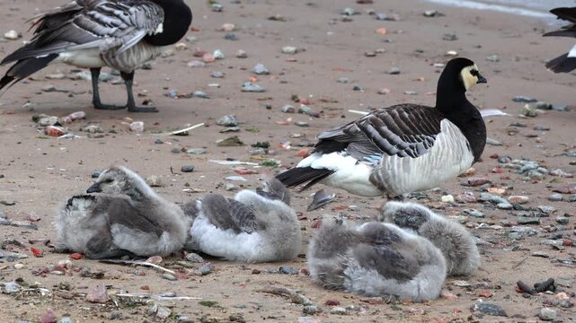 Fluffy barnacle goose chicks. The shot was taken in natural morning light and captures an atmosphere of care, warmth, and the harmony of the wild