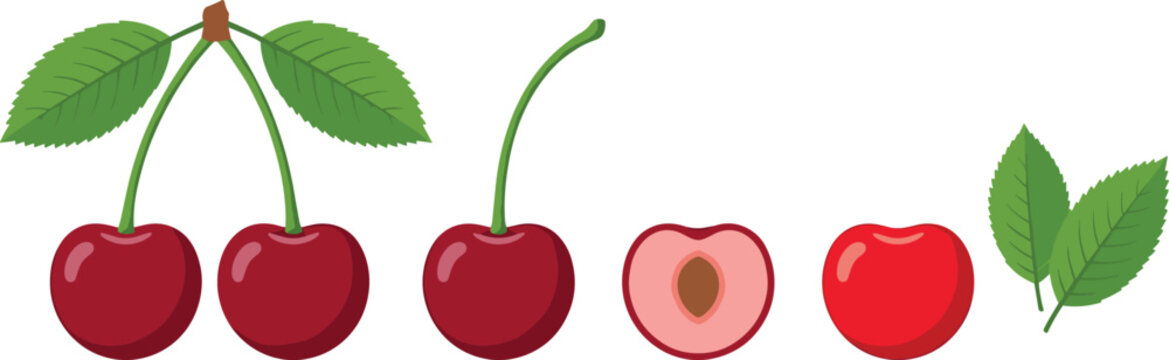 Vector collection of sweet red cherries featuring a ripe pair on stem, single fruit, cross section half with pit, and green leaves isolated on white background.