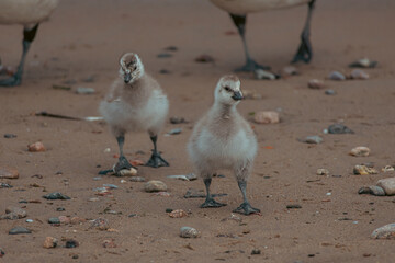 Fluffy Barnacle Goose Chicks in Natural Morning Light © Vitalii