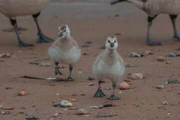 Fluffy Barnacle Goose Chicks in Natural Morning Light © Vitalii