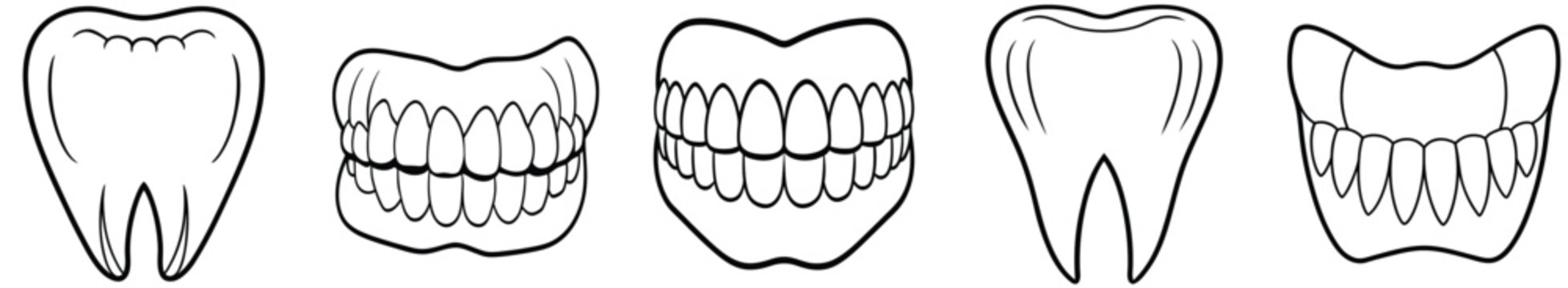 Dental anatomy illustrations canine incisor and premolar tooth structures for educational materials