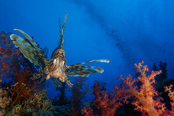 A lionfish on a coral reef. A lionfish on the reef. A lionfish swimming against a blue background. A colorful coral reef and a lionfish. Egyptian coral reefs. © osman