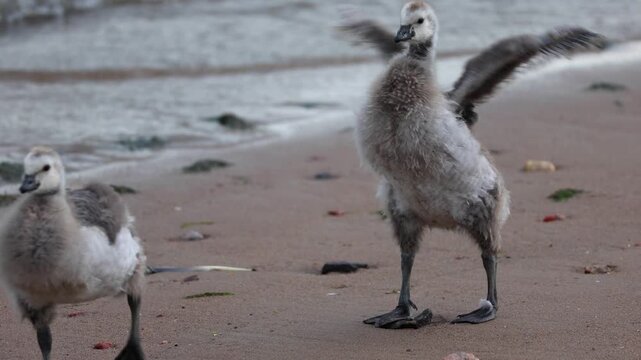 Fluffy barnacle goose chicks captured in slow motion. The shot was taken in natural morning light and conveys an atmosphere of care, warmth, and the harmony of the wild.