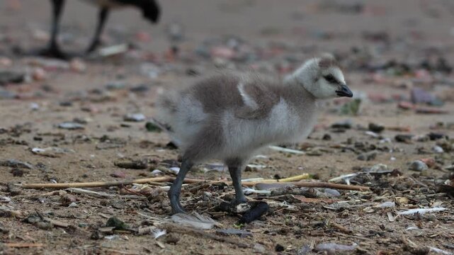 Fluffy barnacle goose chicks captured in slow motion. The shot was taken in natural morning light and conveys an atmosphere of care, warmth, and the harmony of the wild.