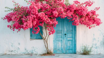 Vibrant bougainvillea flowers blooming by traditional blue door © Lubos Chlubny