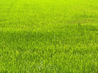 Obraz premium Lush young rice seedlings growing in a vibrant green paddy field under bright natural sunlight, fresh agricultural landscape with healthy crops, fertile farmland texture.