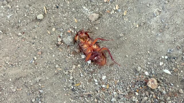 Dead cockroach being attacked by red ants on ground