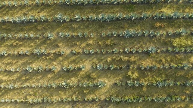 Aerial view of orderly agave tequilana fields growing in rural valley landscape during golden hour.