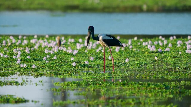 A cinematic shot of a blacknecked stork hunting for food in a lush green swamp filled with aquatic flowers in India. Authentic wildlife behavior in a sustainable ecosystem.