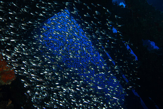 shipwrecks in Egypt. Schools of fish at the Carnatic wreck. Shipwreck SS Carnatic, scuba diver on ship wreck, Hurghada, Shaab Abu Nuhas Reef, Carnatic Wreck, Red Sea, Egypt, Africa