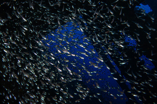 shipwrecks in Egypt. Schools of fish at the Carnatic wreck. Shipwreck SS Carnatic, scuba diver on ship wreck, Hurghada, Shaab Abu Nuhas Reef, Carnatic Wreck, Red Sea, Egypt, Africa