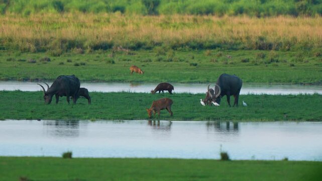 Authentic cinematic shot of wild water buffalo and swamp deer grazing in the lush green wetlands of Kaziranga, India. Perfect for nature documentaries and sustainability themes.