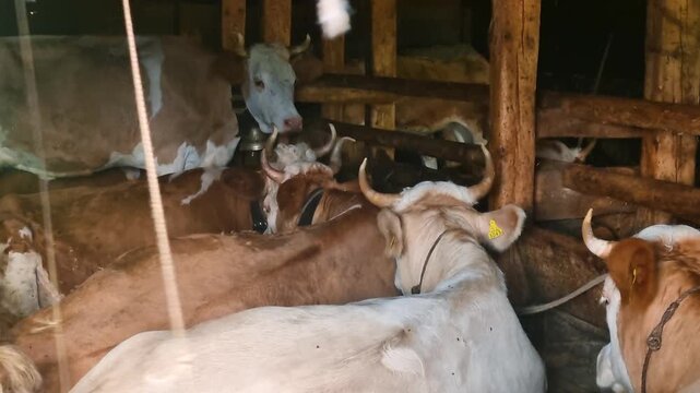 Simmental cows rest in a Swiss Alpine barn, chewing the cud after grazing on mountain pastures. Their tails are tied to stay clean, reflecting traditional Alpine farming and rural life,Switzerland