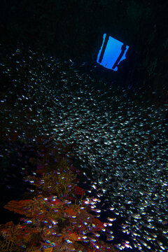 shipwrecks in Egypt. Schools of fish at the Carnatic wreck. Shipwreck SS Carnatic, scuba diver on ship wreck, Hurghada, Shaab Abu Nuhas Reef, Carnatic Wreck, Red Sea, Egypt, Africa