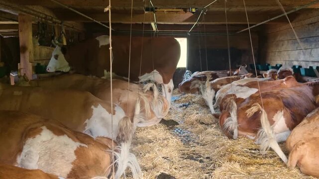 Simmental cows rest in a traditional Swiss Alpine barnSimmental cows rest in a Swiss Alpine barn, . Their tails are tied to stay clean, reflecting traditional Alpine farming and rural life,Switzerland