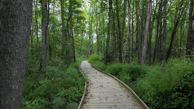 Hiking trail boardwalk through a pristine peaceful forest. An adventure destination in northern Minnesota. Protected natural area kept for conservation and recreation. Native midwest landscape