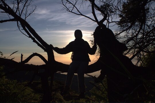 Silhouette of person sitting on tree branch at sunset, backlit golden hour forest landscape.