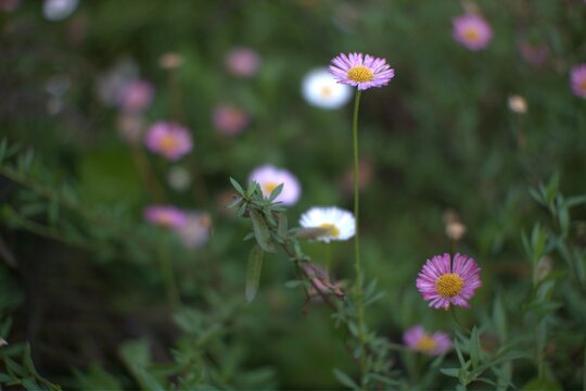 Pink and white daisy flowers in a lush green meadow, soft natural lighting, shallow depth of field, serene garden atmosphere.