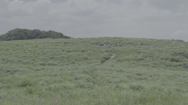 夏の平尾台の景色(4k, 24fps, slog, All-Intra)