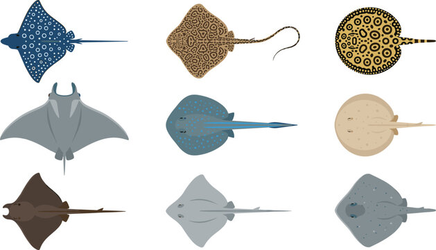Realistic stingray species vector illustration set showcasing marine wildlife manta rays spotted eagle rays and skates with detailed skin patterns isolated on white background