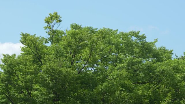 푸른 수목과 갈대가 늘어선 호수 공원의 고요함
