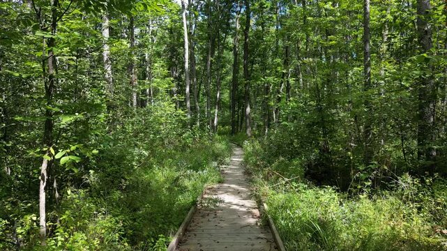 Boardwalk hiking trail in Northern Minnesota. Explore the preserved natural area in a native old growth forest
