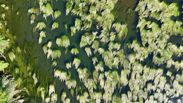 Aerial top down view of Minho River algae in Galicia, Spain