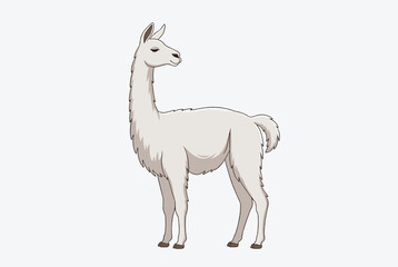 Fototapeta premium Friendly cartoon llama with fluffy white fur standing in profile view on a light grey background for children illustration.