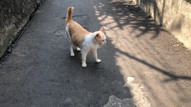 A ginger and white cat walking on a paved path outdoors.