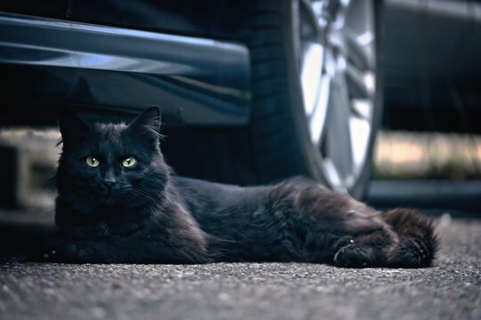 Black cat hiding under a parked car at the roadside and looking at camera. 
