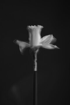 Ethereal Black And White Daffodil Bloom With Motion Blur On Dark Background