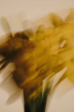 Abstract Yellow Daffodil Flower Captured With Intentional Camera Movement Technique