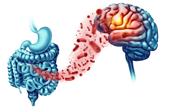 Microbiome and Brain Health as gut probiotic bacteria as a biological remote control for the mind with direct neural highways and migrating immune cells to shape early brain development influence mood