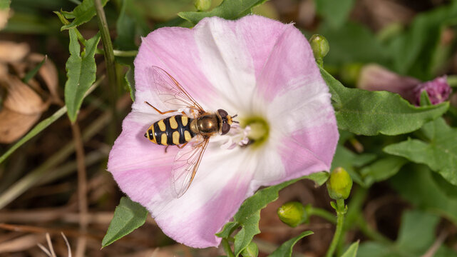Bio Diversity - Eupeodes corollae - Little Yellow Fly in a pink Flower