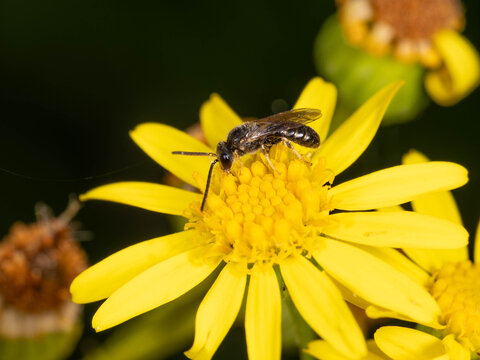 Bio Diversity - Lasioglossum sexnotatum - Macro of a very small Bee on a yellow Flower
