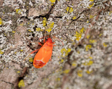 Bio Diversity - Pyrrhocoris apterus Nymph - Juvenile Firebug on Tree Bark