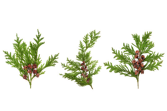 Cedar cypress green leaf sprig decorations with pine cones on white background. Natural coniferous flora used in herbal medicine. Thuja, cupressus.