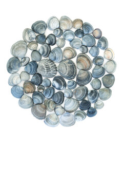 Blue cockle shell decoration on white background. Summer seashell decorative natural beach theme design symbol for logo or greeting card. 