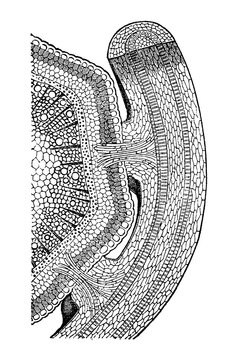 Cuscuta stem haustorium with attachment organ, cellular and vascular cross-section, old vintage illustration, 1897.