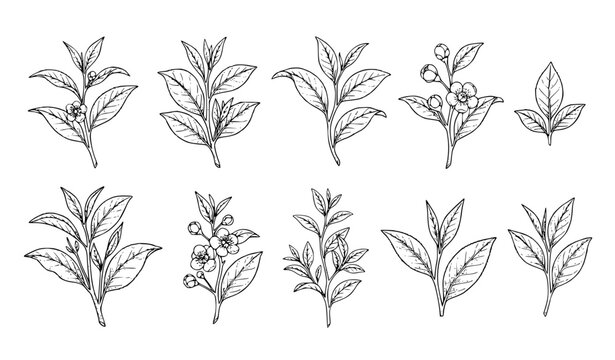 Hand Drawn Tea Leaves Branch Set, Botanical Line Art Illustration Collection of Herbal Plant
