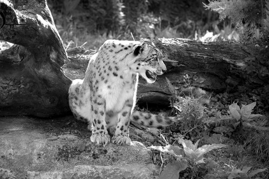 Panthera