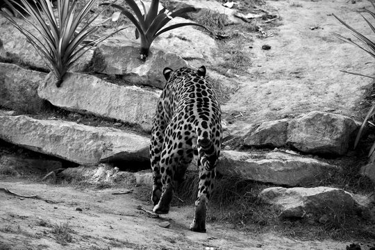 D&eacute;part du jaguar