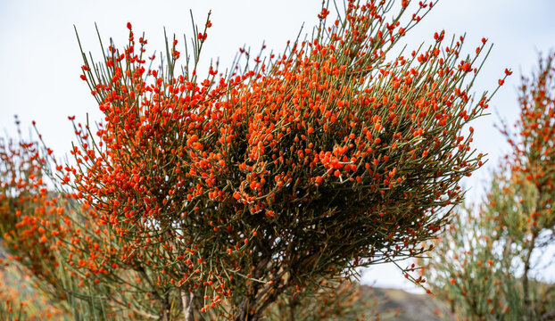 Bushes with berries of the medicinal plant ephedra